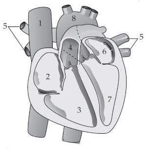 Questão Observe o esquema abaixo que representa o coração humano Que