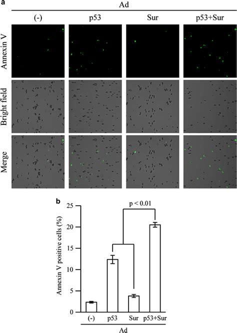 Apoptosis Induced By Combination Of Ad P And Adf Sur A Aspc