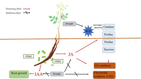 Frontiers Bacillus Amyloliquefaciens Rescues Glycyrrhizic Acid Loss