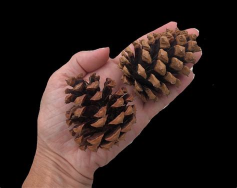 Pine Cone Blend 40 Cones Pinecone Assortment Natural Decor Rustic Woodland Holiday