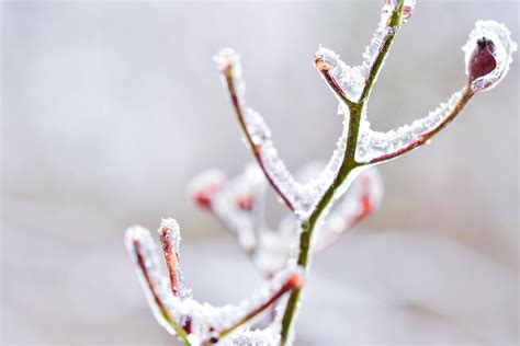 Bien Prot Ger Ses Plantes En Hiver Gr Ce Nos Conseils