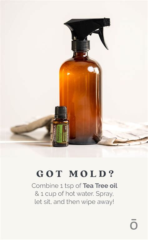 Get Rid Of Mold With Essential Oils Essential Oils Cleaning