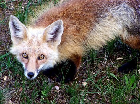 The Natural World Red Foxes In Breckenridge