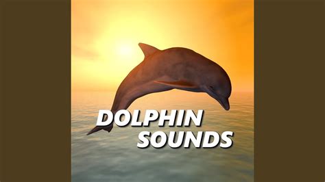 Dolphin Sound YouTube