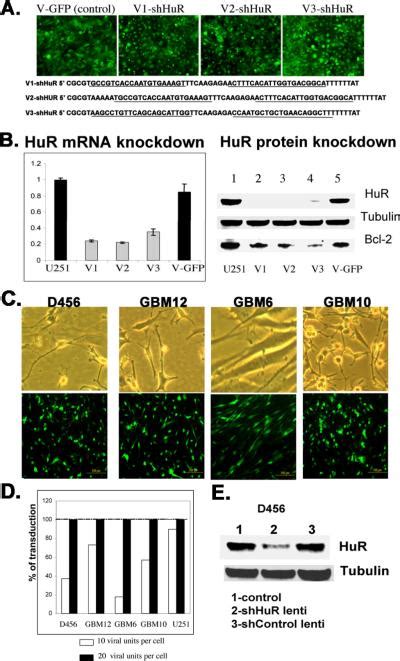 THE RNA BINDING PROTEIN HUR PROMOTES GLIOMA GROWTH AND TREATMENT