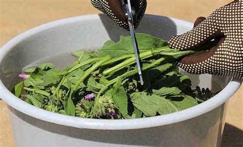 Purin De Consoude Recette Et Utilisation Au Potager