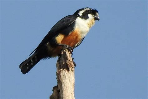 Jangan Salah Burung Mungil Ini Dikategorikan Sebagai Burung Pemangsa