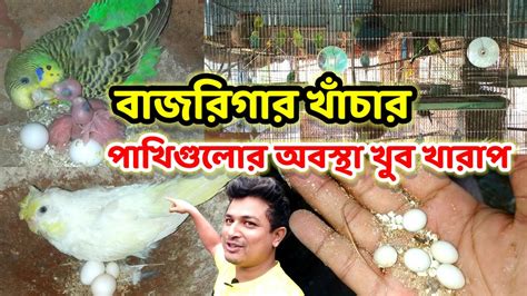 বজরগর খচর পখ গলর অবসথ খব খরপ budgerigar cage setup