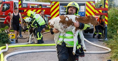 Stall Abgebrannt Brand Auf Vorarlberger Reiterhof K Lber Gerettet