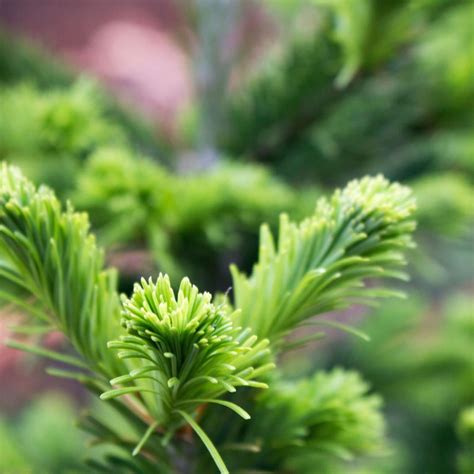 Fir, Siberian - Nature's Gift