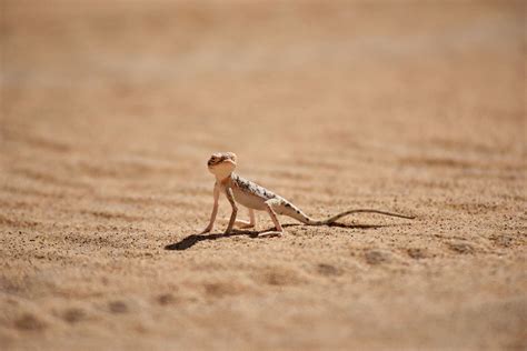 Oman Desert Marathon | The desert is full of life: meet the desert lizards