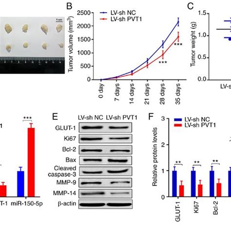 Pvt1 Inhibition Suppressed Tumor Growth And Expression Of Proteins