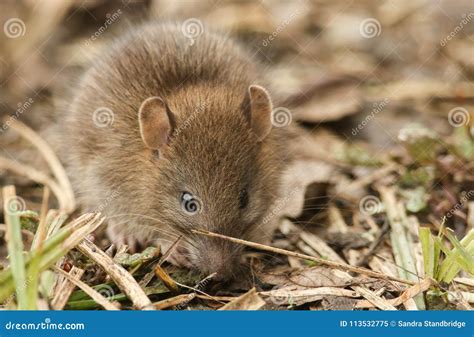 A Cute Baby Wild Brown Rat Rattus Norvegicus Searching for Food in the ...