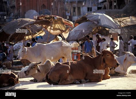 India, Uttar Pradesh, North Varanasi (Benares), ghats Stock Photo - Alamy