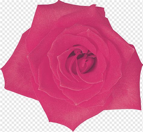 Garden Roses Centifolia Roses Cut Flowers Rosaceae Lilac Flower