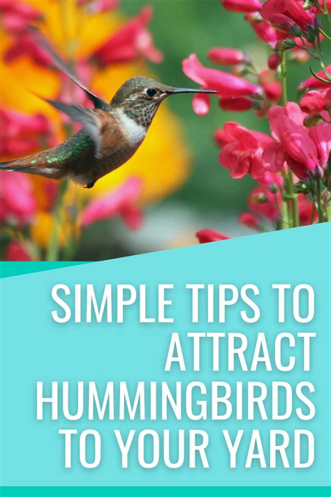 How To Attract Hummingbirds To Your Yard With Homemade Hummingbird Nectar Recipe In 2023 How