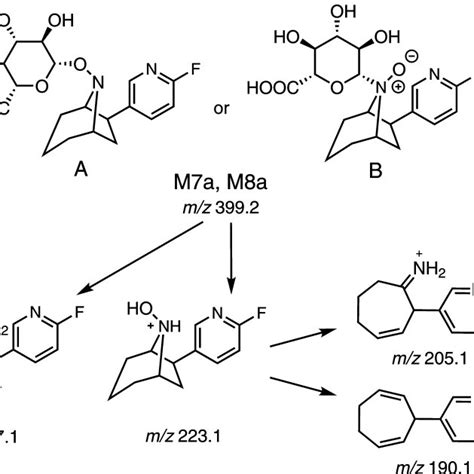 Glucuronide conjugates formed by incubation with HLM. | Download Table