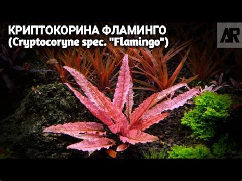 Криптокорина Фламинго | (Cryptocoryne spec."Flamingo"). - YouTube