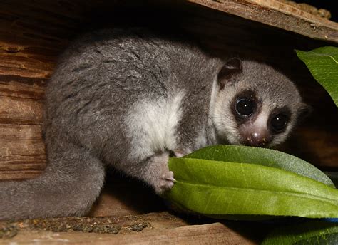 Fat-tailed Dwarf Lemur - Duke Lemur Center