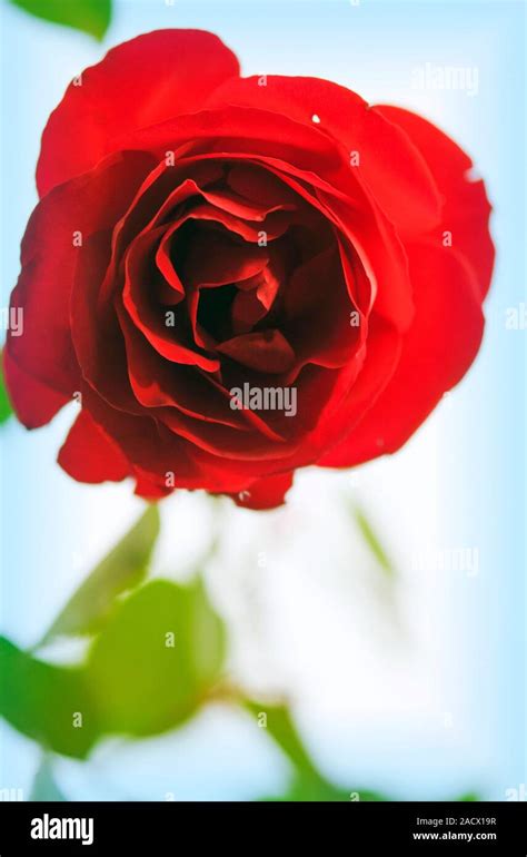 Rose (Rosa hybrid Stock Photo - Alamy