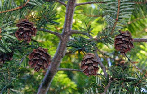 Liliana Usvat - Reforestation and Medicinal use of the Trees : Eastern ...