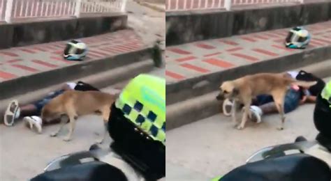 Colombia Perrito Orin A Delincuente Que Acababa De Robar A Ciudadano