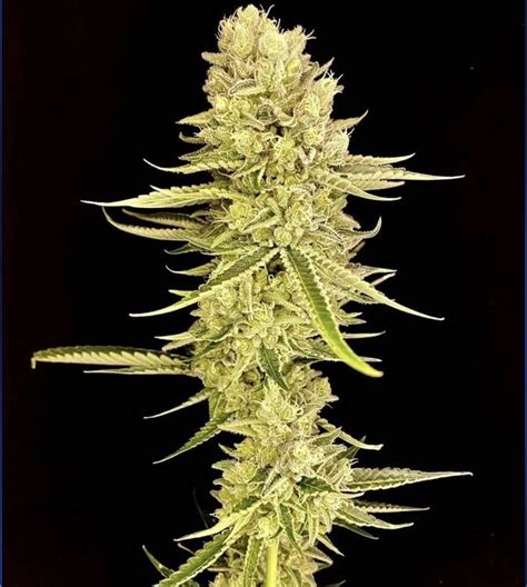 Buy Mac Burger seeds feminized online | Hype Seeds - The best Mac Burger feminized cannabis ...