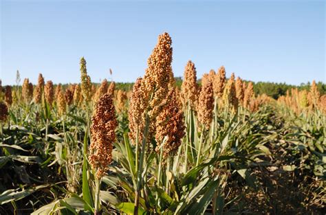 sorghum plant uses Artigos - Wikifarmer