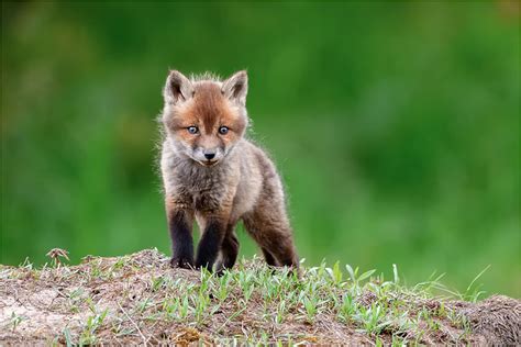 So Adorable Flickr
