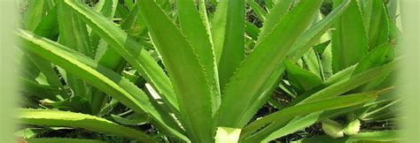 Properties Of Agave Cactus Fibres Agave Fibres Applications