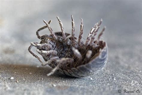 Nahuby sk Fotografia zvínavka obyčajná Armadillidium vulgare