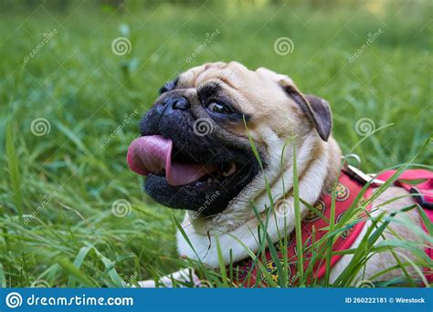 El Cierre De Un Lindo Perro De Pug Tendido Sobre La Hierba Y Mostrando