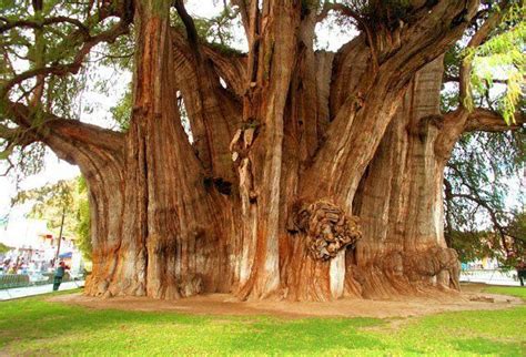 The World's thickest tree at Santa Maria Del Tule, Mexico. Believed to ...