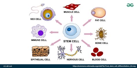 Explore the Different Types of Cells in Human Body - GeeksforGeeks