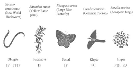 Notes on Differences between Grazing and Detritus Food Chain