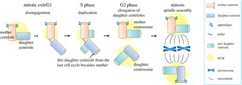 Centrosome Centric View Of Asymmetric Stem Cell Division Open Biology