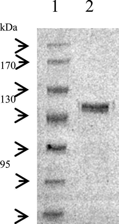 The Molecular Weight And Purity Of Bgl Hb Were Confirmed By Sds Page On