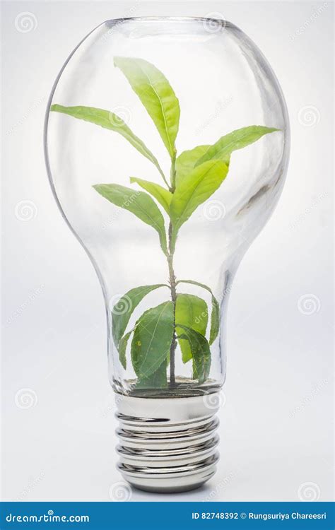 Lightbulb Lightbulb With Plant Growing Inside Stock Photo Image Of