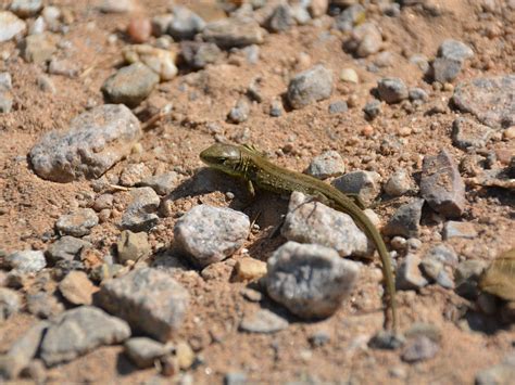 Salamandra Arena Reptil Foto Gratis En Pixabay Pixabay