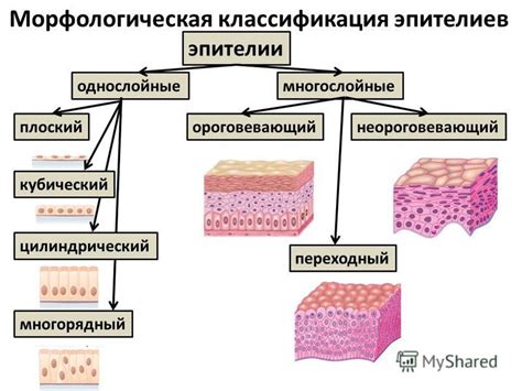Презентация на тему: "Эпителиальная ткань Пограничная ткань Плотно ...