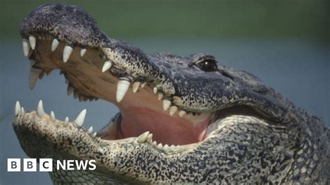 Womans Body Found In Jaws Of 13ft Florida Alligator Identified Bbc News