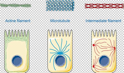 Cytoskeleton vector