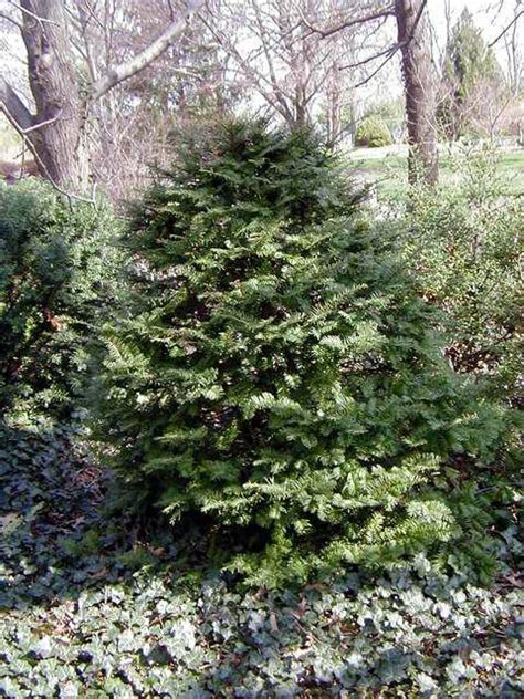 Taxus cuspidata from NVK Nurseries