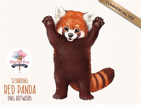 Red Panda Drawing Easy