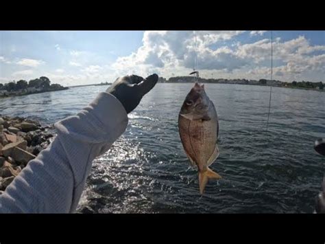 Porgy Fishing Scup Fishing Cape Cod Canal Youtube