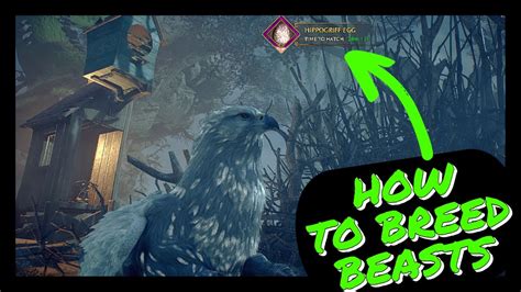 How To Breed Beasts In Hogwarts Legacy Youtube