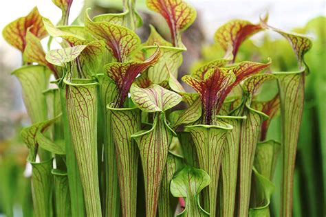 C Mo Cuidar Las Plantas Dormidas En Invierno Mi Diario De Campo