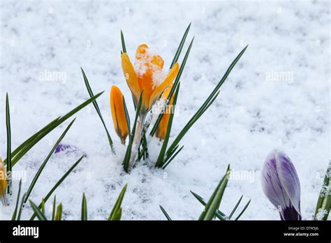 Crocus snow hi-res stock photography and images - Alamy