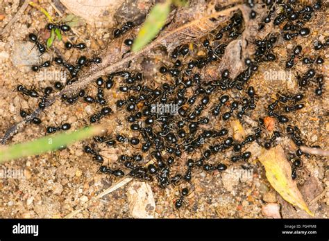 Row of black ants nest hi-res stock photography and images - Alamy