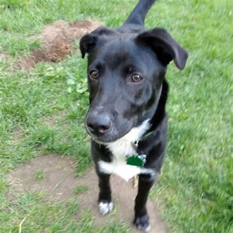 Adopt A Released Dog Putnam Service Dogs